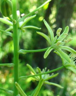 Fotografia 5 da espécie Ornithogalum pyrenaicum subesp. pyrenaicum no Jardim Botânico UTAD