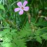 Fotografia 5 da espécie Geranium robertianum subesp. robertianum do Jardim Botânico UTAD