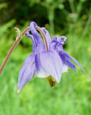 Fotografia 7 da espécie Aquilegia vulgaris subesp. dichroa no Jardim Botânico UTAD