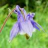 Fotografia 7 da espécie Aquilegia vulgaris subesp. dichroa do Jardim Botânico UTAD