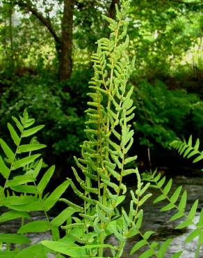 Fotografia 12 da espécie Osmunda regalis no Jardim Botânico UTAD