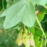 Fotografia 1 da espécie Acer campestre do Jardim Botânico UTAD