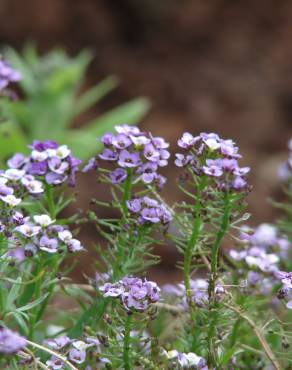 Fotografia 3 da espécie Lobularia maritima subesp. maritima no Jardim Botânico UTAD