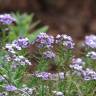 Fotografia 3 da espécie Lobularia maritima subesp. maritima do Jardim Botânico UTAD