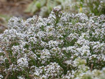 Fotografia da espécie Lobularia maritima subesp. maritima