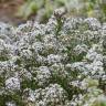 Fotografia 5 da espécie Lobularia maritima subesp. maritima do Jardim Botânico UTAD