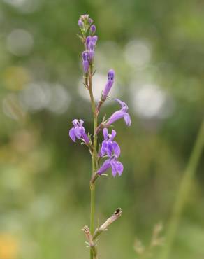 Fotografia 4 da espécie Lobelia urens no Jardim Botânico UTAD
