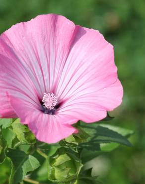 Fotografia 5 da espécie Lavatera trimestris no Jardim Botânico UTAD