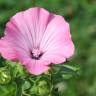 Fotografia 5 da espécie Lavatera trimestris do Jardim Botânico UTAD