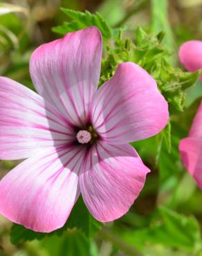 Fotografia 7 da espécie Lavatera trimestris no Jardim Botânico UTAD