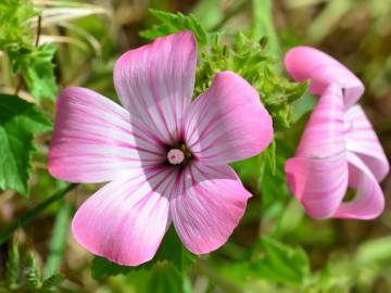 Fotografia da espécie Lavatera trimestris