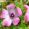 Fotografia 7 da espécie Lavatera trimestris do Jardim Botânico UTAD