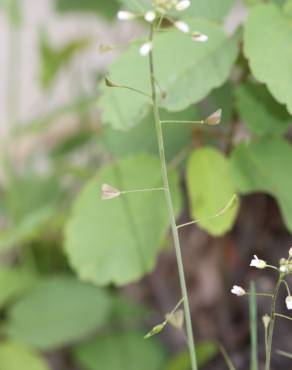 Fotografia 3 da espécie Capsella bursa-pastoris no Jardim Botânico UTAD