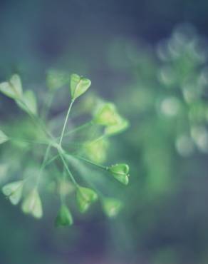 Fotografia 4 da espécie Capsella bursa-pastoris no Jardim Botânico UTAD