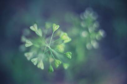 Fotografia da espécie Capsella bursa-pastoris