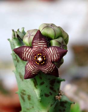 Fotografia 4 da espécie Caralluma europaea no Jardim Botânico UTAD