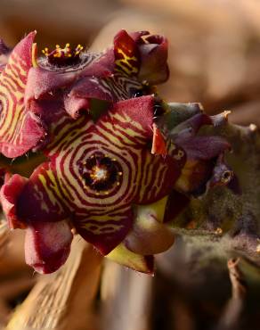 Fotografia 5 da espécie Caralluma europaea no Jardim Botânico UTAD