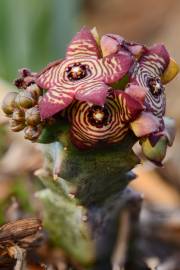 Fotografia da espécie Caralluma europaea