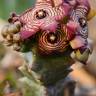 Fotografia 6 da espécie Caralluma europaea do Jardim Botânico UTAD