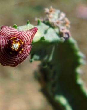 Fotografia 8 da espécie Caralluma europaea no Jardim Botânico UTAD