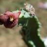 Fotografia 8 da espécie Caralluma europaea do Jardim Botânico UTAD