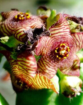 Fotografia 10 da espécie Caralluma europaea no Jardim Botânico UTAD