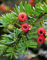 Taxus baccata