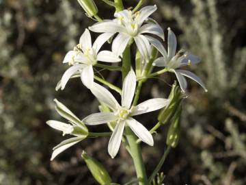 Fotografia da espécie Ornithogalum narbonense