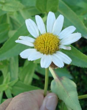 Fotografia 3 da espécie Leucanthemum lacustre no Jardim Botânico UTAD