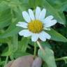 Fotografia 3 da espécie Leucanthemum lacustre do Jardim Botânico UTAD