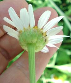 Fotografia da espécie Leucanthemum lacustre