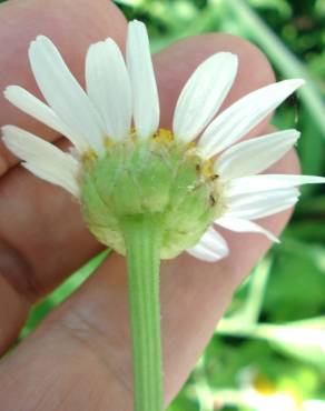 Fotografia 4 da espécie Leucanthemum lacustre no Jardim Botânico UTAD