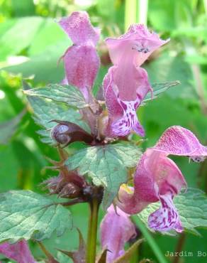 Fotografia 3 da espécie Lamium maculatum no Jardim Botânico UTAD