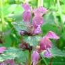 Fotografia 3 da espécie Lamium maculatum do Jardim Botânico UTAD