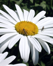 Fotografia da espécie Leucanthemum lacustre