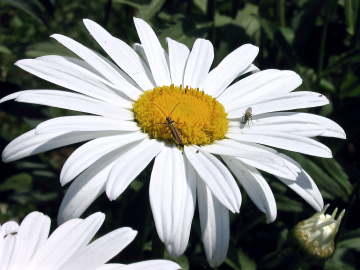 Fotografia da espécie Leucanthemum lacustre