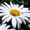 Fotografia 1 da espécie Leucanthemum lacustre do Jardim Botânico UTAD