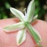 Fotografia 4 da espécie Ornithogalum narbonense do Jardim Botânico UTAD