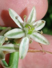 Fotografia da espécie Ornithogalum narbonense