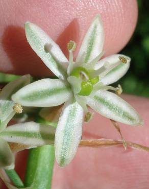 Fotografia 5 da espécie Ornithogalum narbonense no Jardim Botânico UTAD