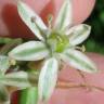 Fotografia 5 da espécie Ornithogalum narbonense do Jardim Botânico UTAD