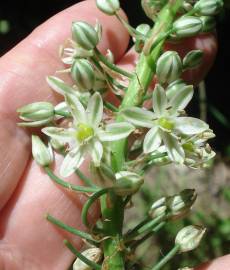 Fotografia da espécie Ornithogalum narbonense