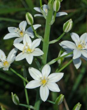 Fotografia 9 da espécie Ornithogalum narbonense no Jardim Botânico UTAD