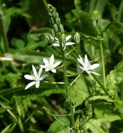 Fotografia da espécie Ornithogalum narbonense