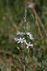 Fotografia da espécie Ornithogalum narbonense