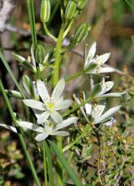 Fotografia da espécie Ornithogalum narbonense