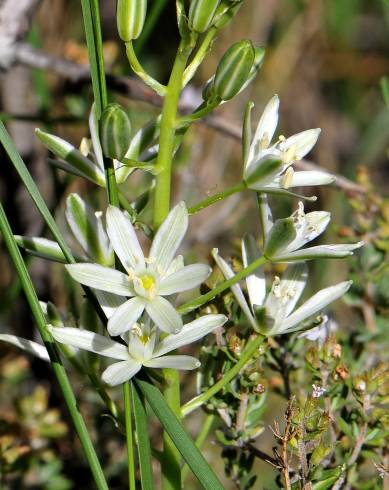 Fotografia de capa Ornithogalum narbonense - do Jardim Botânico