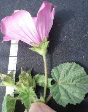 Fotografia 9 da espécie Lavatera trimestris no Jardim Botânico UTAD