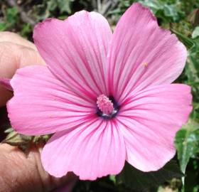 Fotografia da espécie Lavatera trimestris