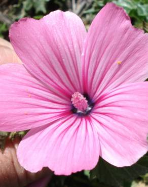 Fotografia 10 da espécie Lavatera trimestris no Jardim Botânico UTAD